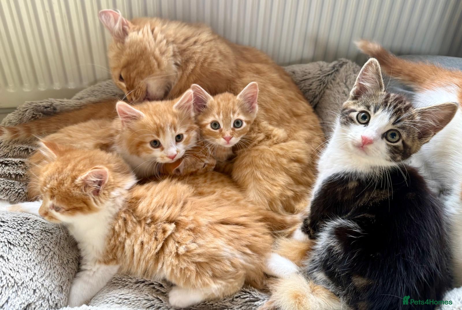 Mixed Breed cats ABSOLUTELY STUNNING GINGER KITTENS - Advert 1