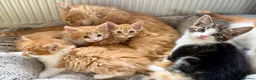 Mixed Breed cats for sale: ABSOLUTELY STUNNING GINGER KITTENS - Advert 1