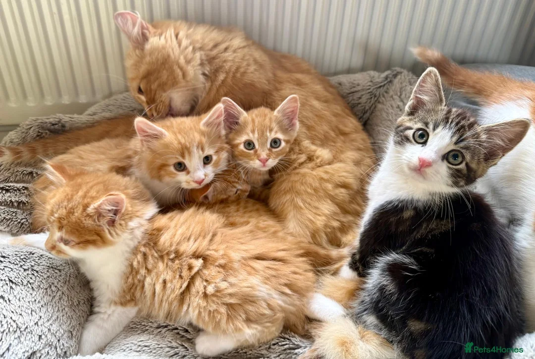 Mixed Breed cats for sale: ABSOLUTELY STUNNING GINGER KITTENS - Advert 1