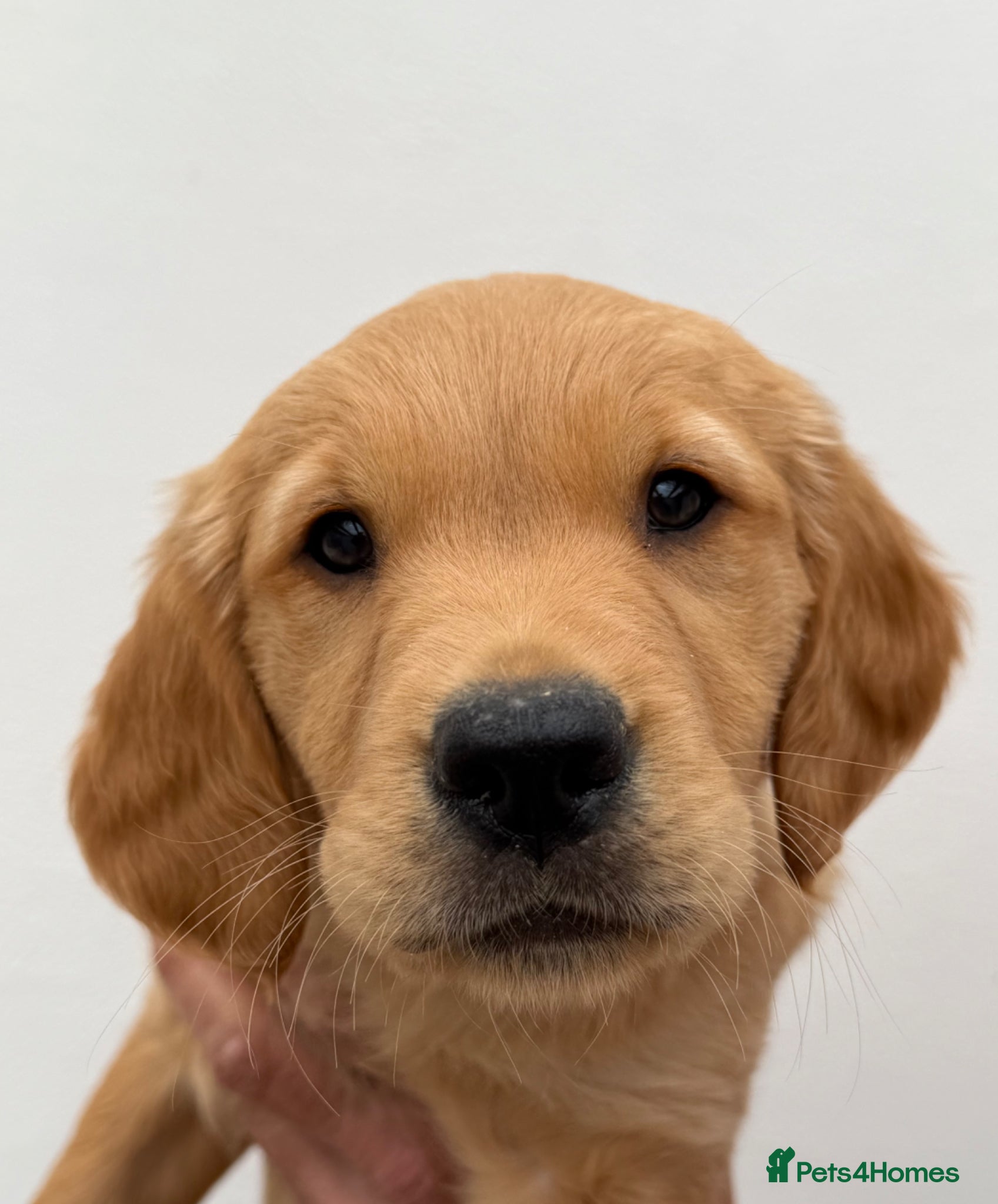 Golden Retriever dogs Beautiful litter of KC golden retriever puppies  - Advert 1