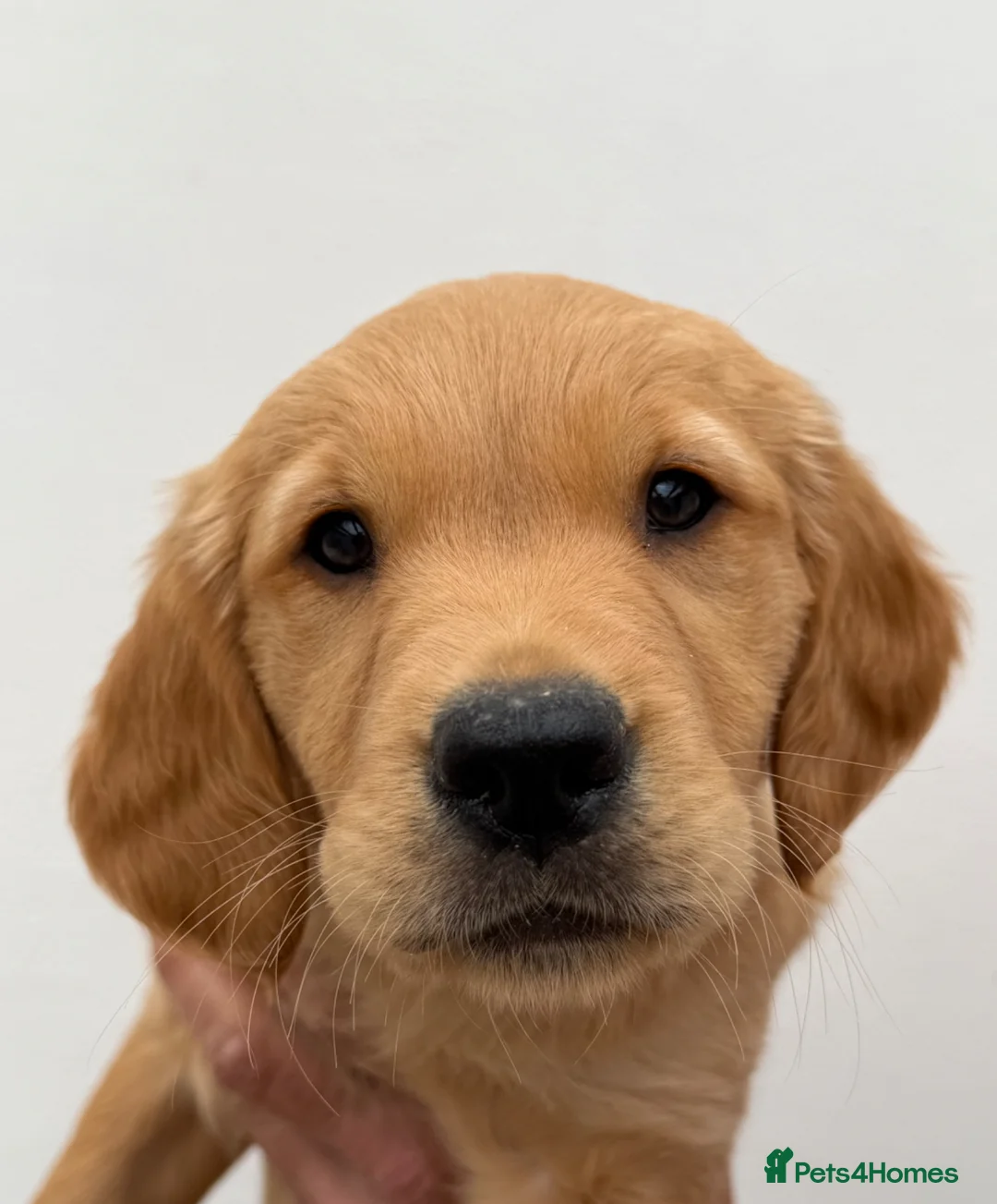 Golden Retriever dogs for sale: Beautiful litter of golden retriever puppies  - Advert 1