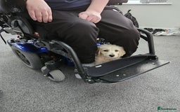 Goldendoodle dogs for sale: Goldendoodles F1, both parents hip scored          - Image 15