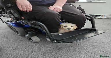 Goldendoodle dogs Goldendoodles F1, both parents hip scored          - Advert 4