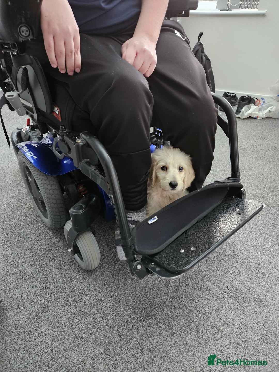 Goldendoodle dogs for sale: Goldendoodles F1, both parents hip scored          - Image 15