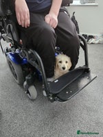 Goldendoodle dogs Goldendoodles F1, both parents hip scored - Advert 4