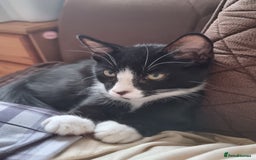 Mixed Breed cats for sale: Bengal x British Short Hair Kitten  - Image 2