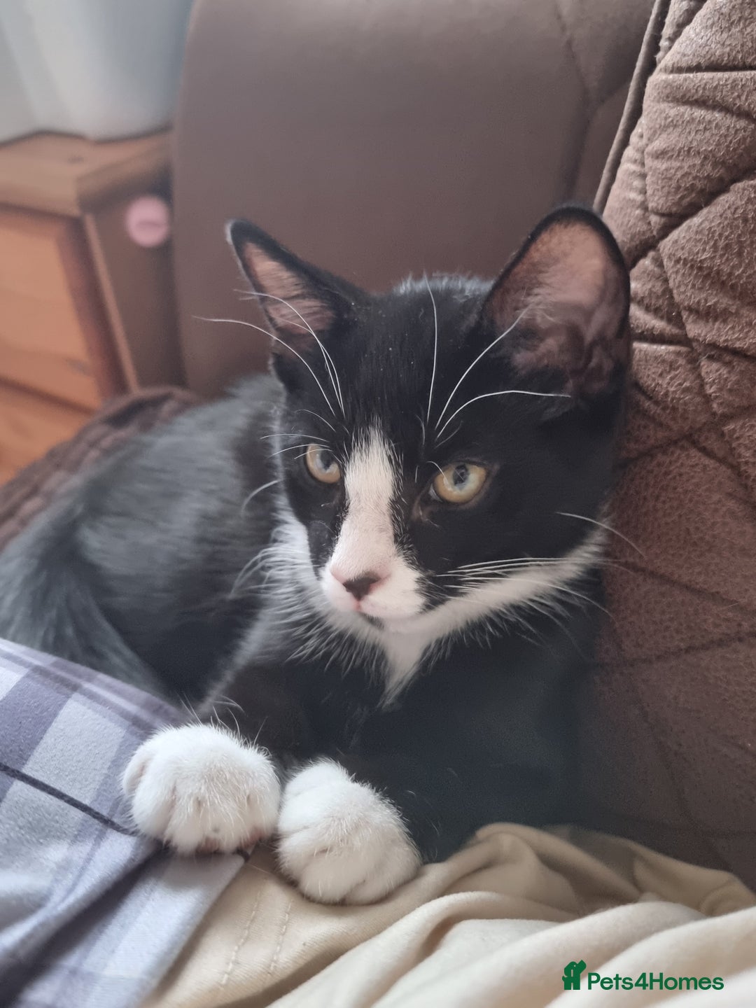 Mixed Breed cats for sale: Bengal x British Short Hair Kitten  - Image 2