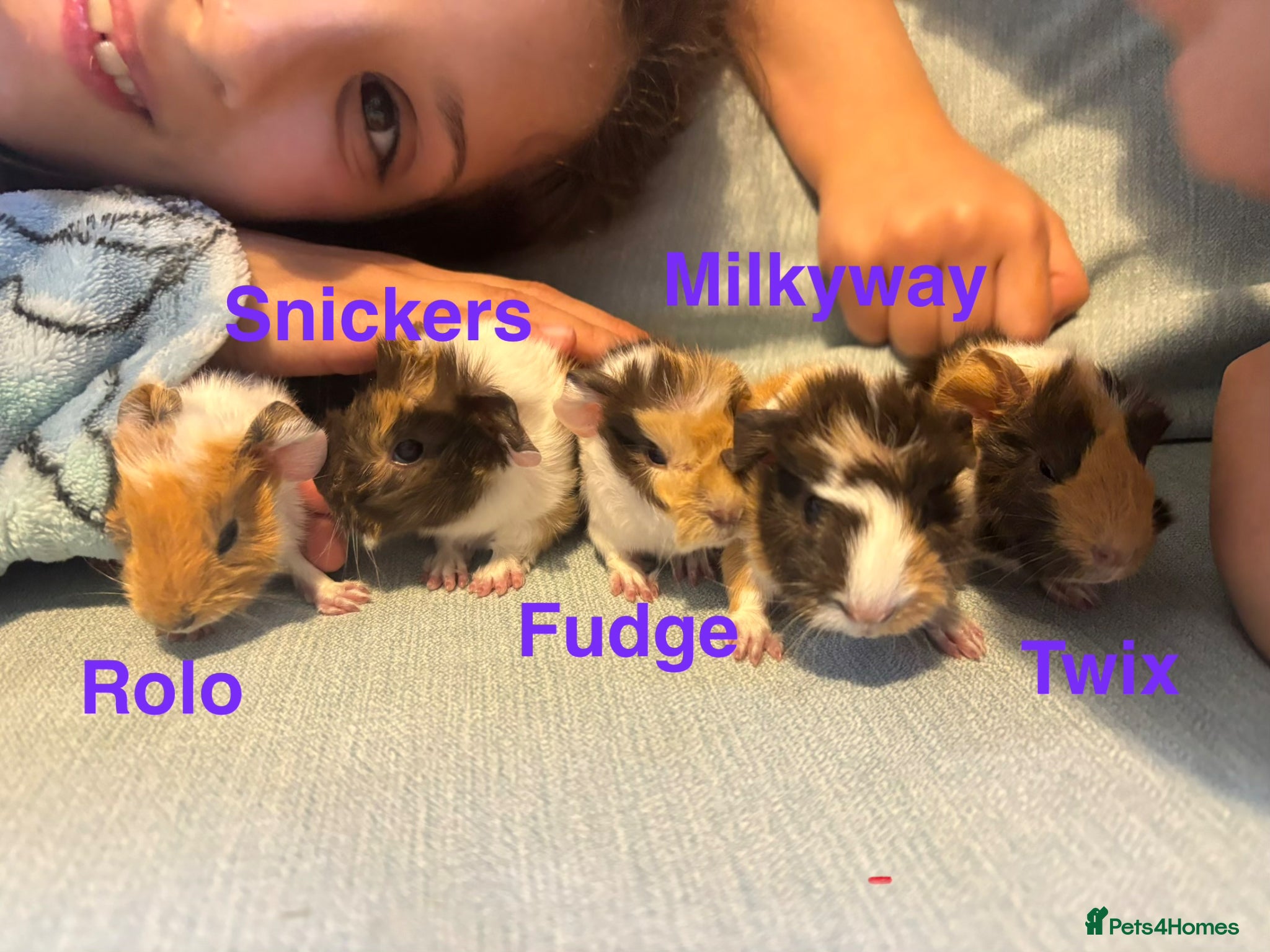 Guinea Pig rodents 5 baby guinea pigs available 21st June - Advert 1