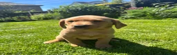 Labrador Retriever dogs for sale: 3 Labrador puppies for sale  - Advert 5