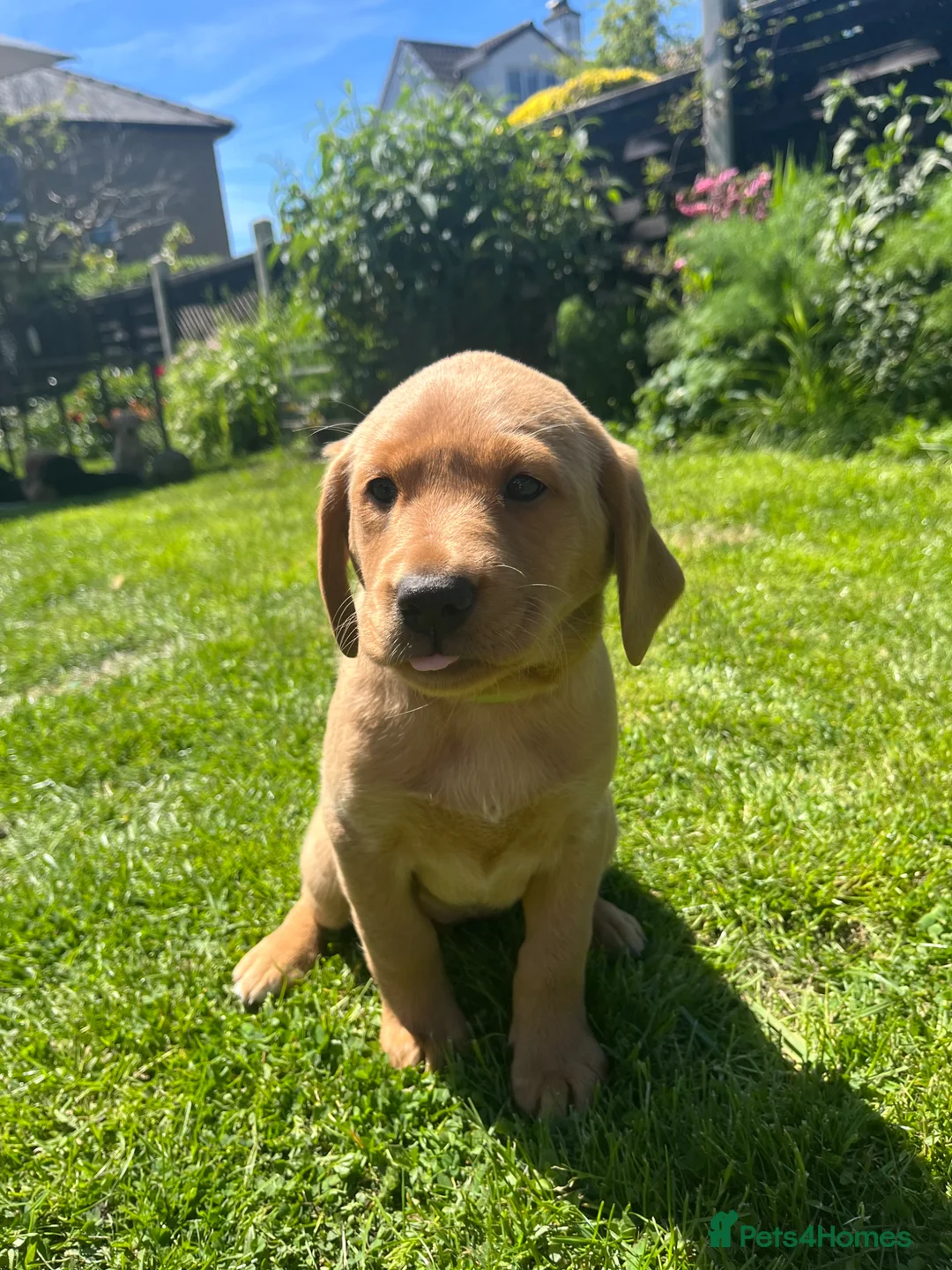 Labrador Retriever dogs for sale: 3 Labrador puppies for sale  - Advert 5