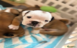 English Bulldog dogs for sale: Amazing British bulldogs  - Image 27