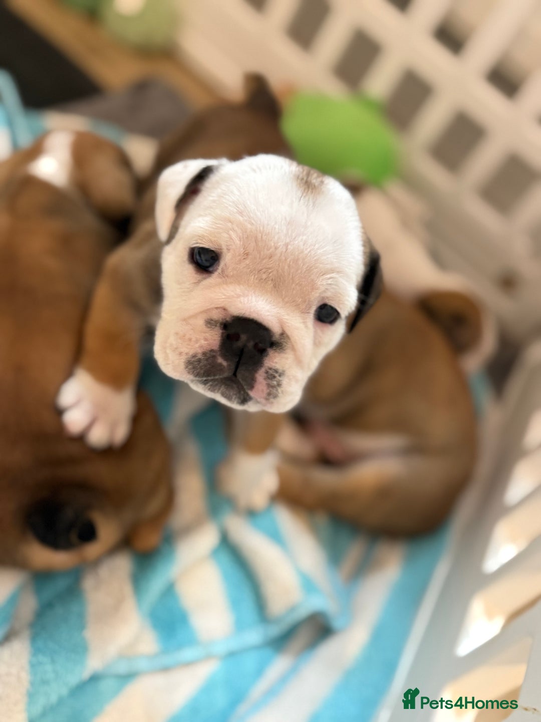 English Bulldog dogs for sale: Amazing British bulldogs  - Image 27