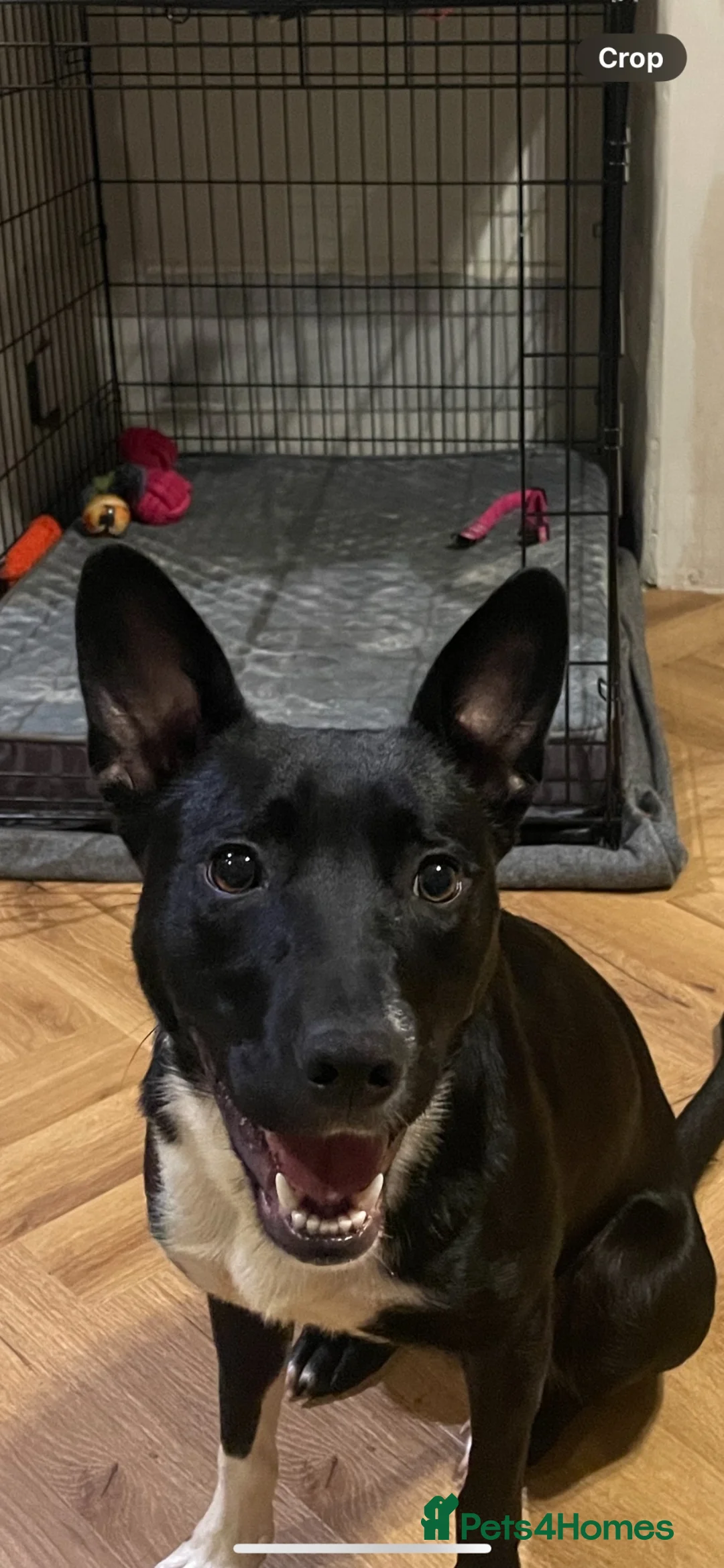 Mixed Breed dogs for sale: Luna  - Advert 2