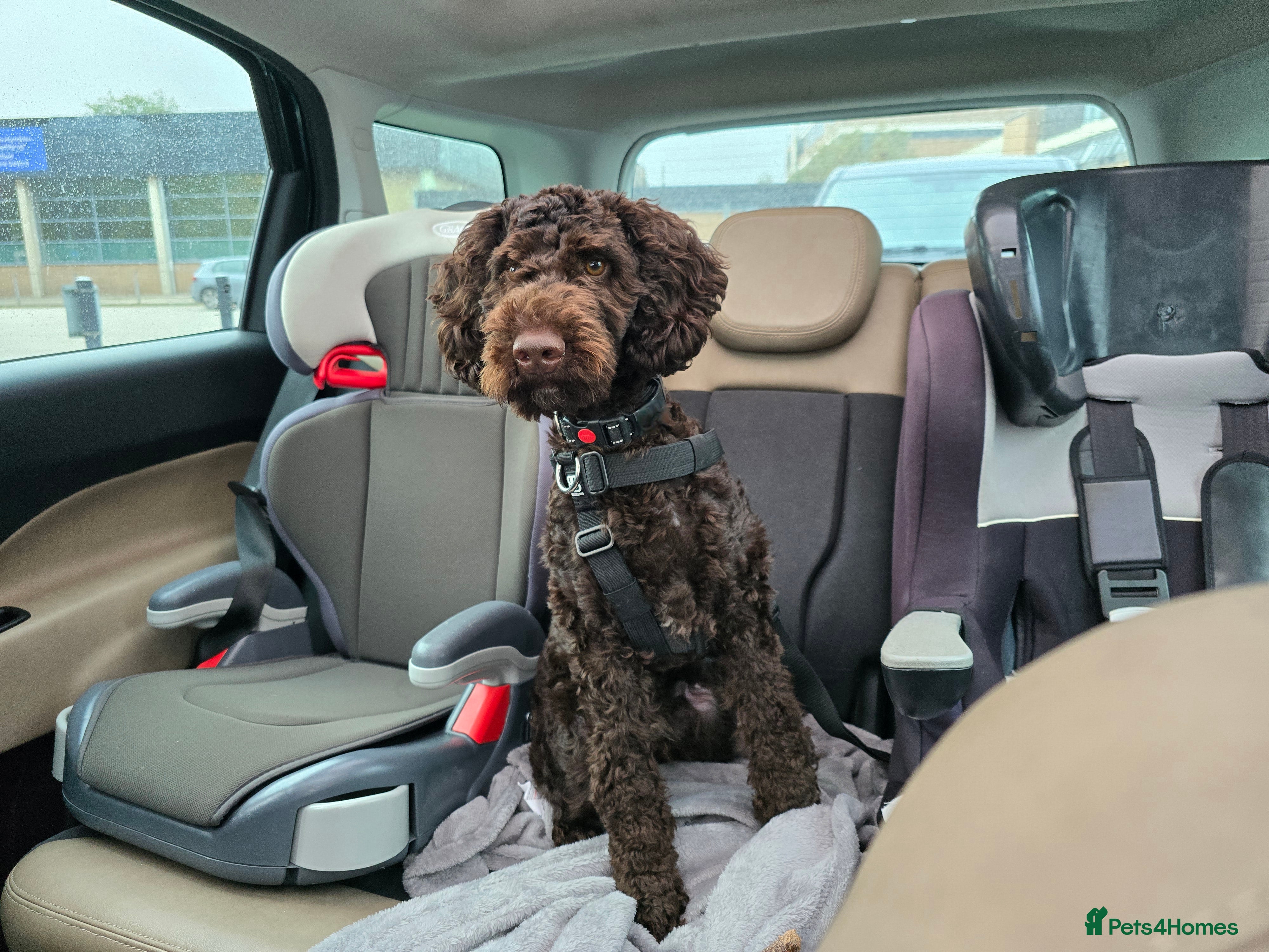 Cockapoo dogs Chocolate brown cockapoo puppy  - Advert 1