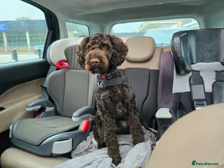 Cockapoo dogs Chocolate brown cockapoo puppy - Advert 1