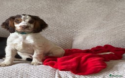 Cocker Spaniel dogs for sale: Lovable well behaved Cocker Spaniel - Image 6