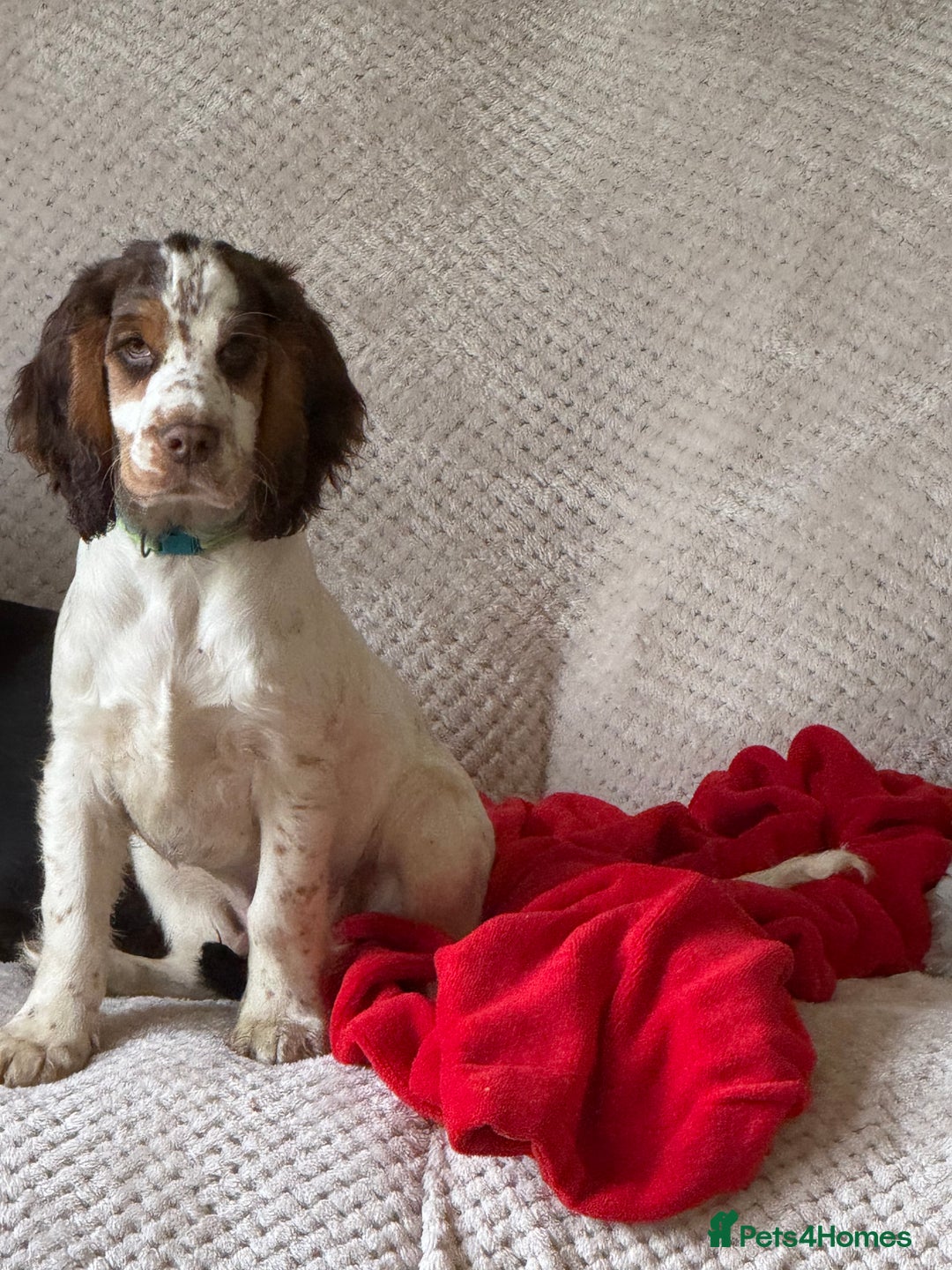 Cocker Spaniel dogs for sale: Lovable well behaved Cocker Spaniel - Image 6