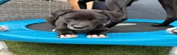 Lurcher dogs for sale: Bull Greyhound - Advert 4