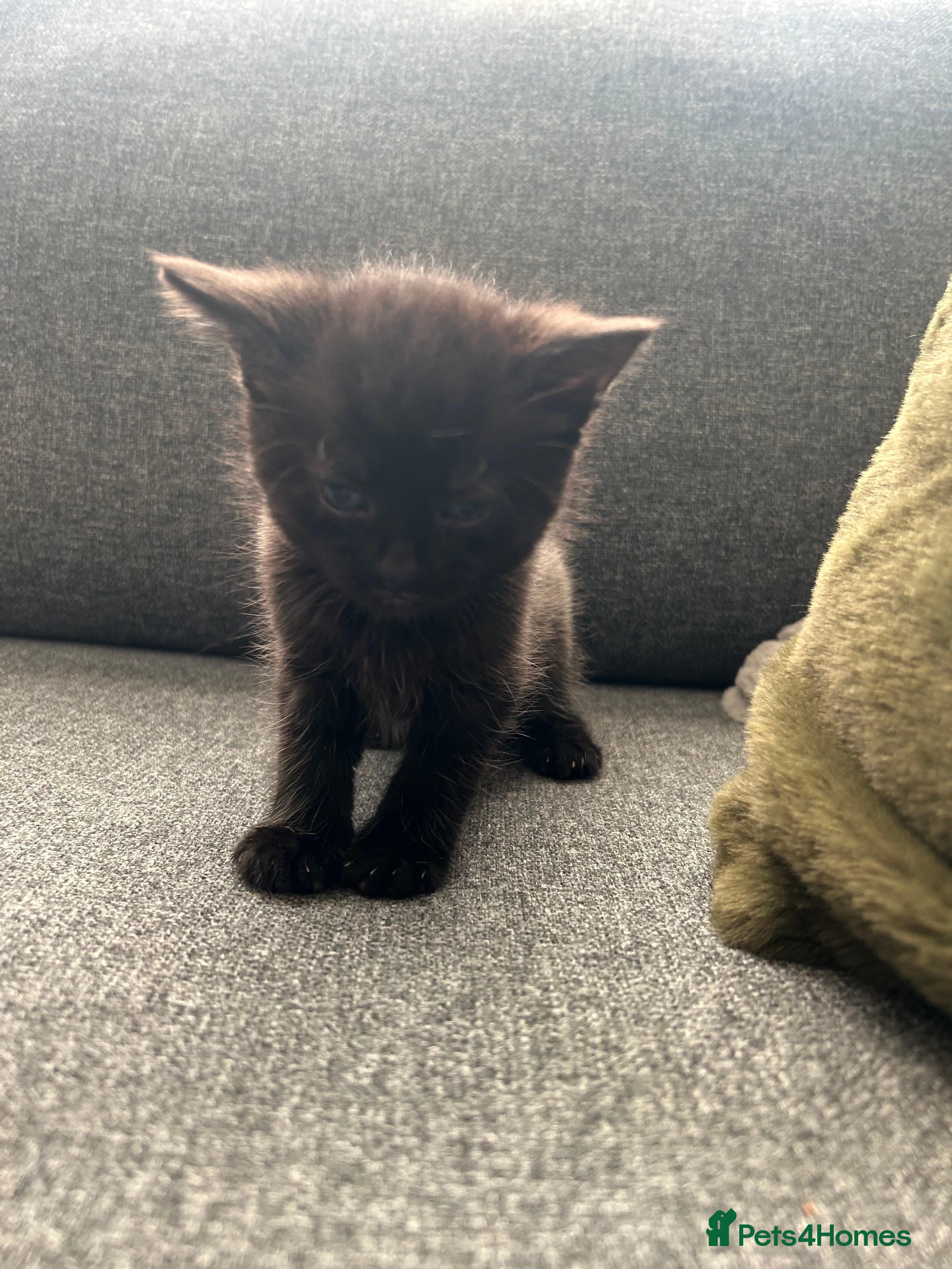 Mixed Breed cats Last little Boy : Adorable Kittens - Advert 2