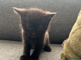 Mixed Breed cats Last little Boy : Adorable Kittens - Advert 18