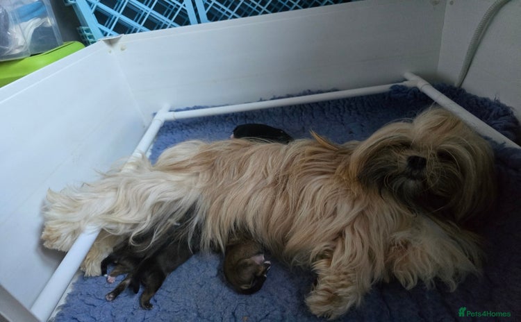 Lhasa Apso dogs - Advert 4