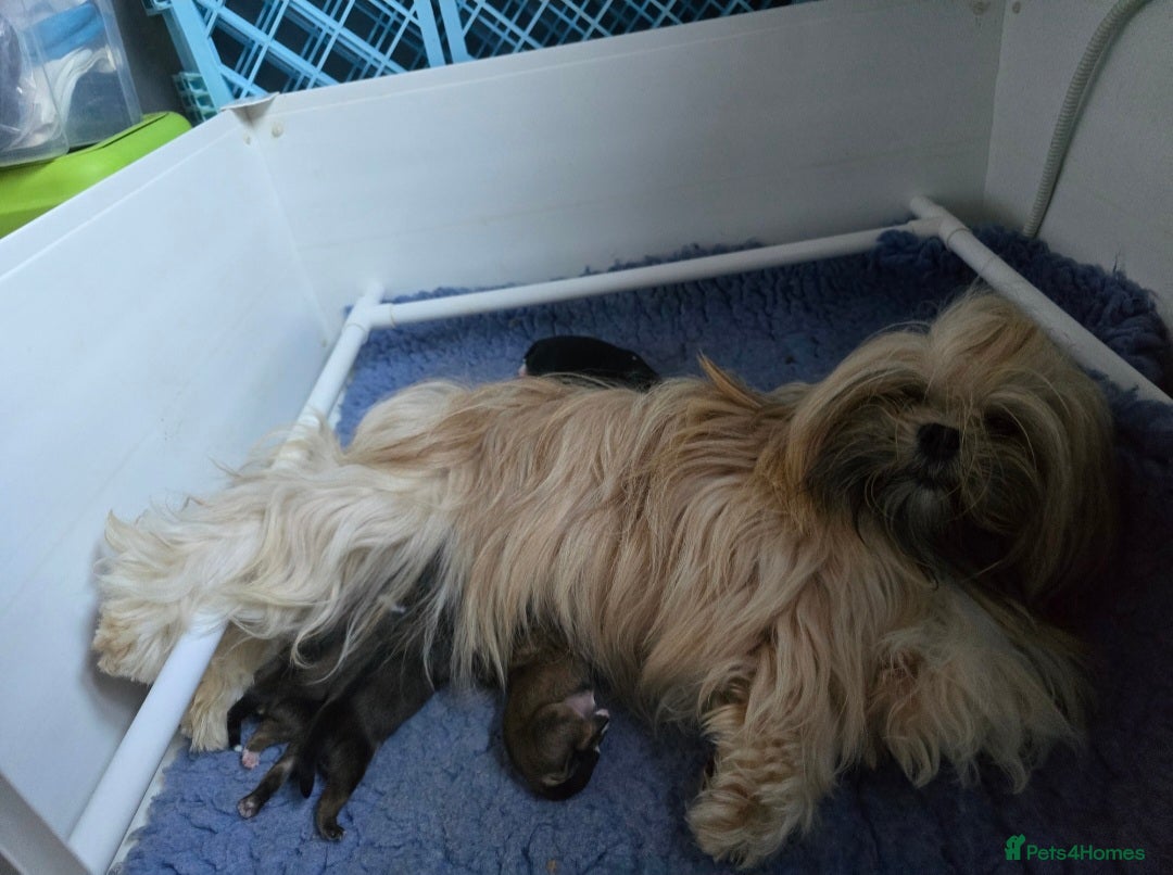 Lhasa Apso dogs for sale: 2 Male Lhasa Apso Pups Parents Clear PRA4 - Image 1