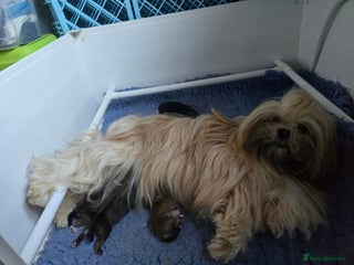 Lhasa Apso dogs - Advert 3