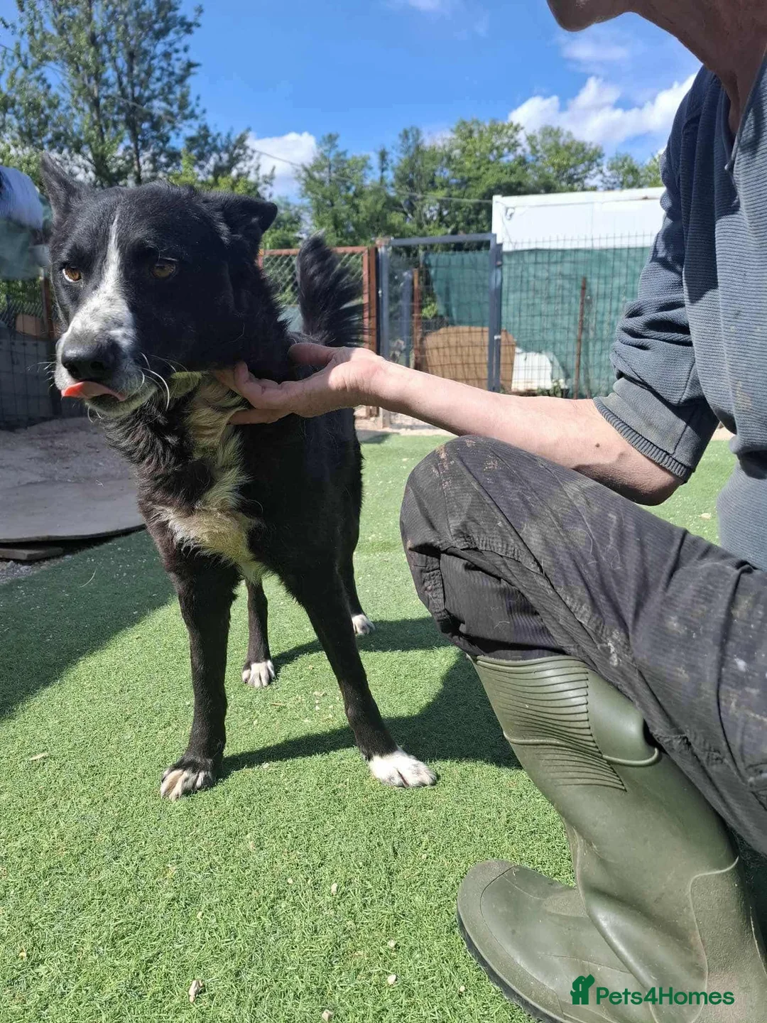 Mixed Breed dogs for adoption: BUCK  - Advert 5