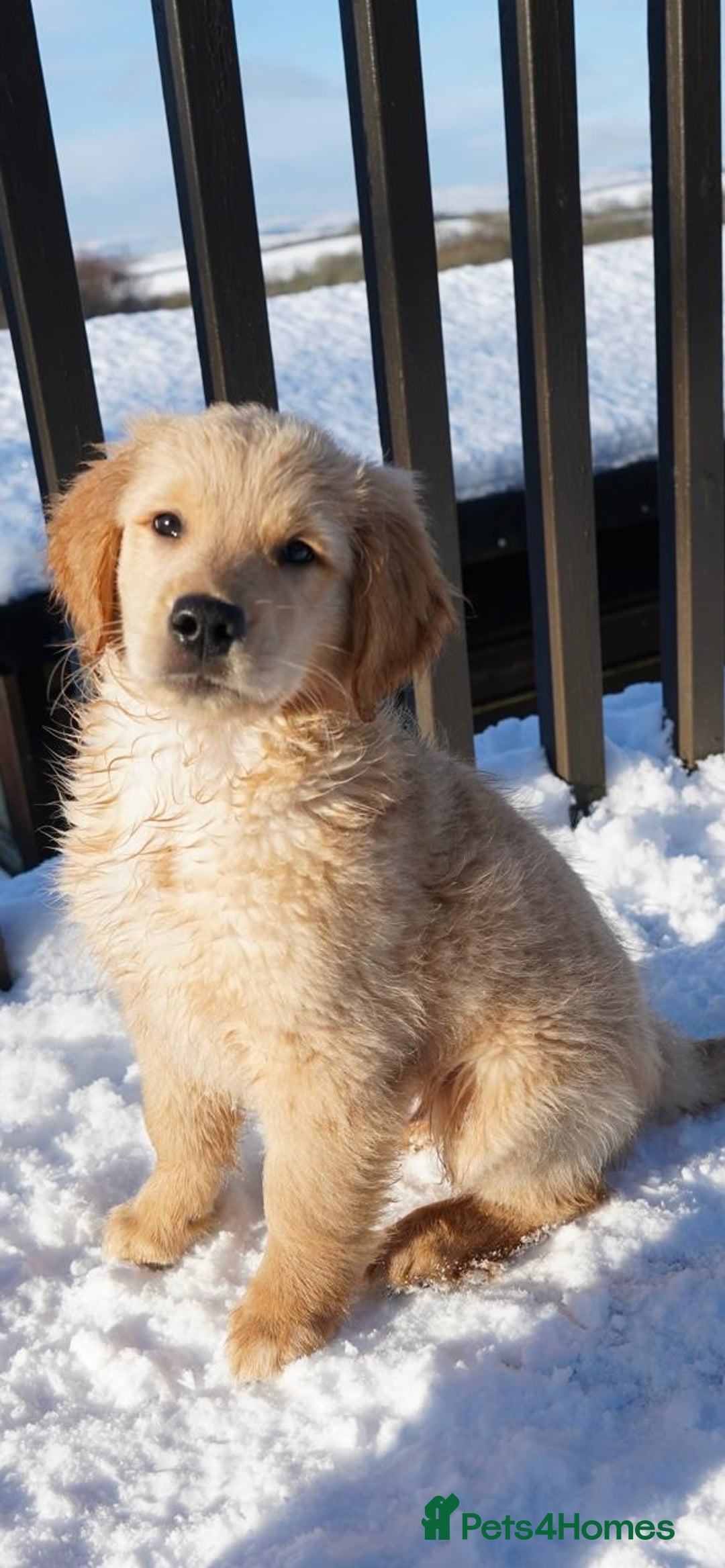 Golden Retriever dogs for sale: KC Fully Trained Golden Retriever Puppies - Advert 4