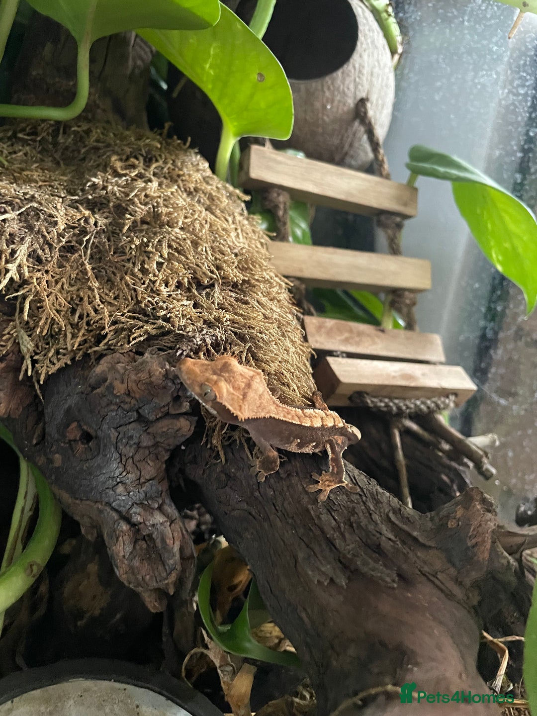 Gecko reptiles for sale: Crested gecko - Image 2
