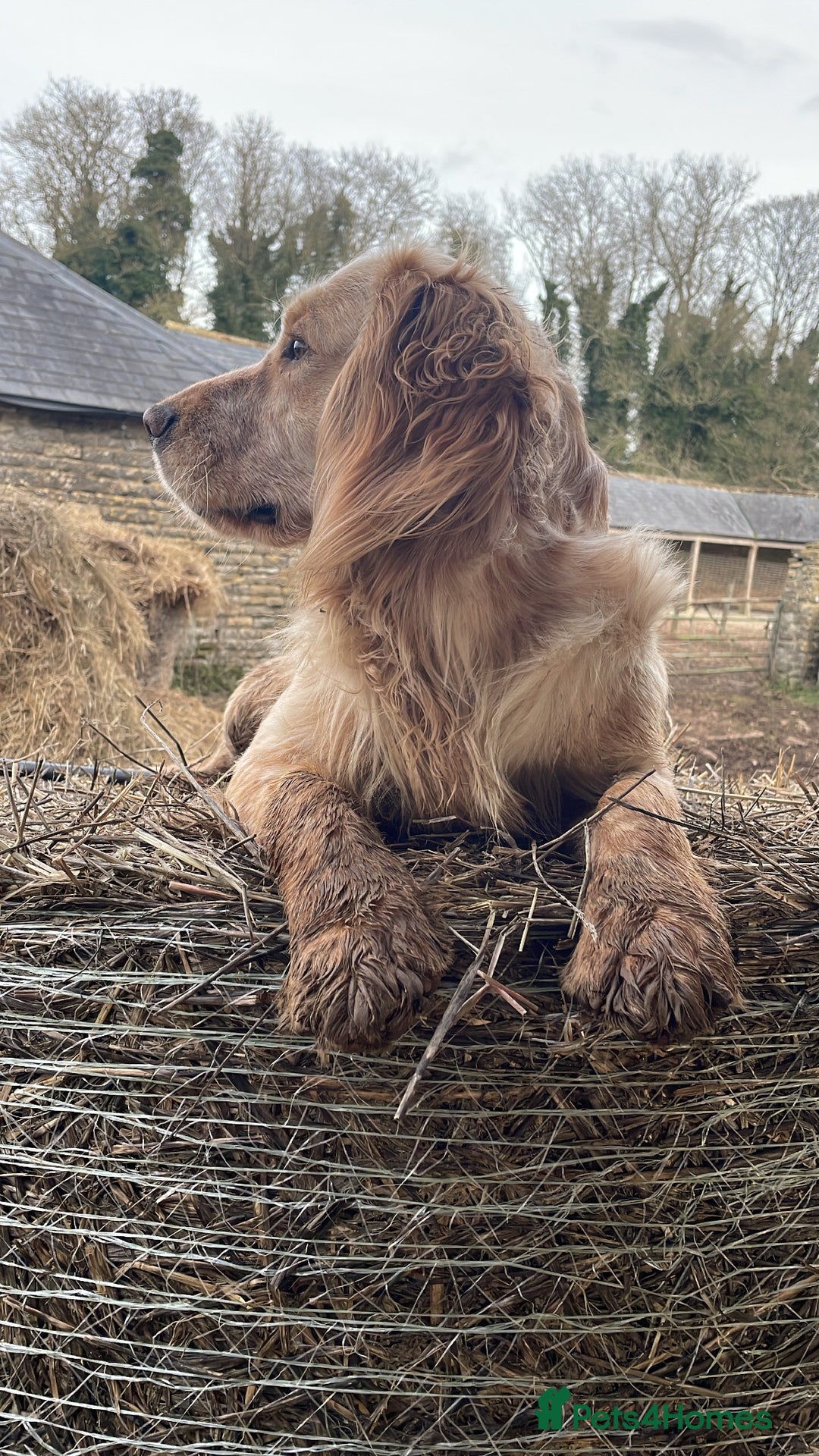 Sprocker dogs for sale: Stunning Sprocker pups  - Image 14