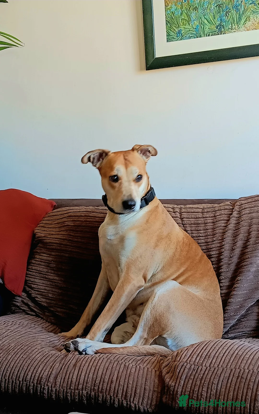 Mixed Breed dogs for sale: Lurcher Leah for Rehoming  - Advert 2