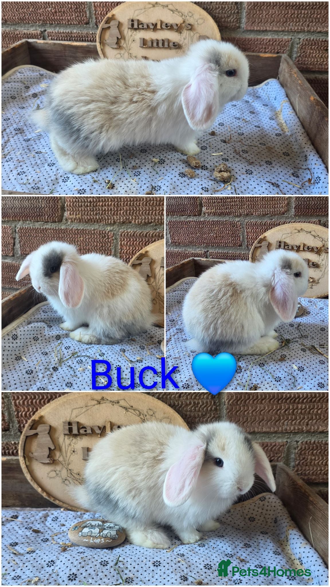 Mini Lop rabbits Gorgeous pure breed mini lops  - Advert 1