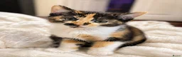 Mixed Breed cats for sale: 🐾 Beautiful  Kitten Looking for a Loving Home  - Advert 5