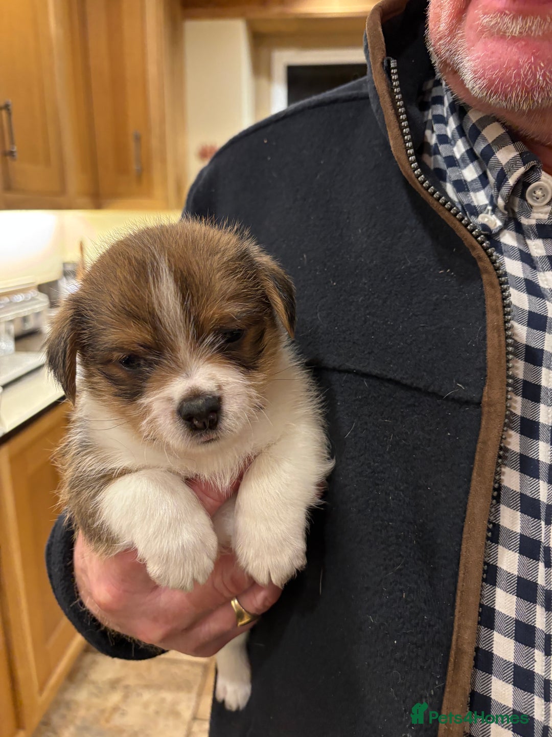 Mixed Breed dogs for sale: Adorable Puppies! - Advert 16