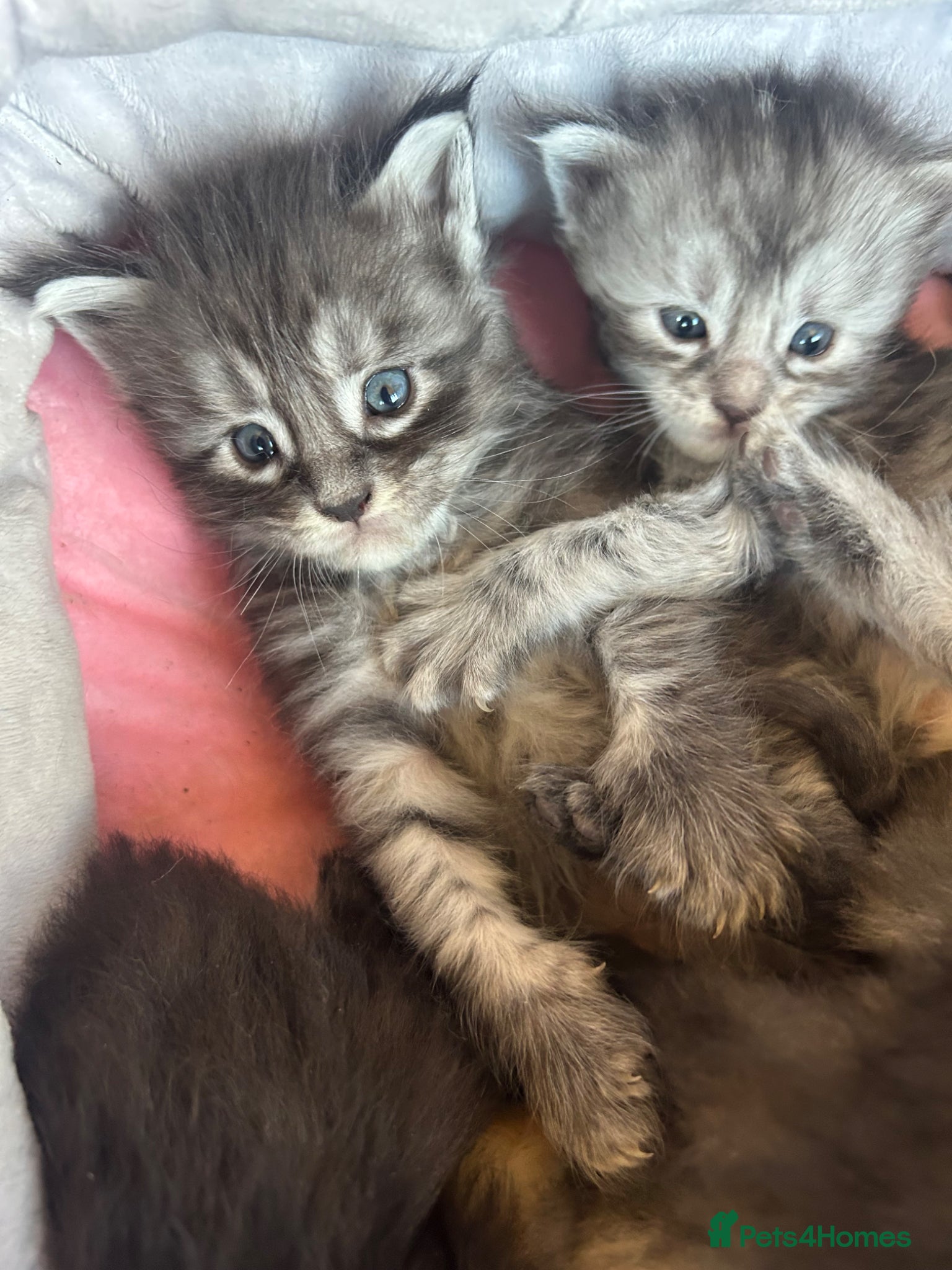 Maine Coon cats for sale: 6 Maine coon kittens for sale  in Brechin - Advert 6
