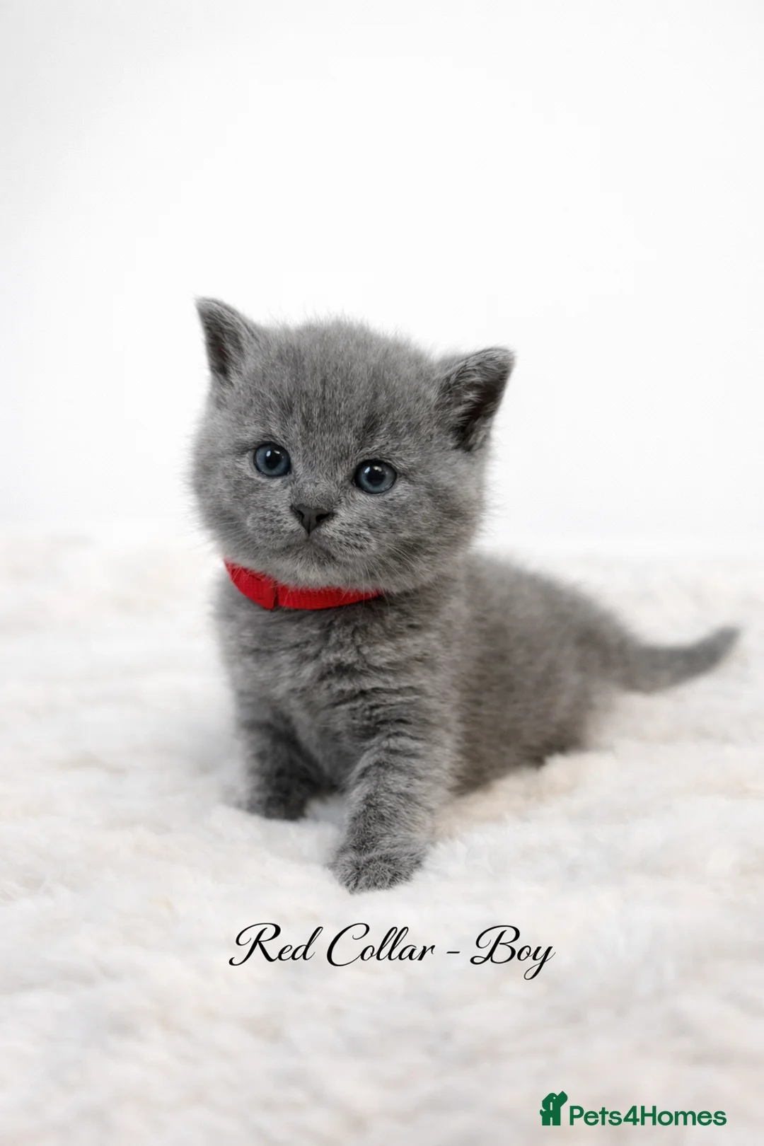 British Shorthair cats for sale: Blue British shorthair kittens🐾 - Advert 7