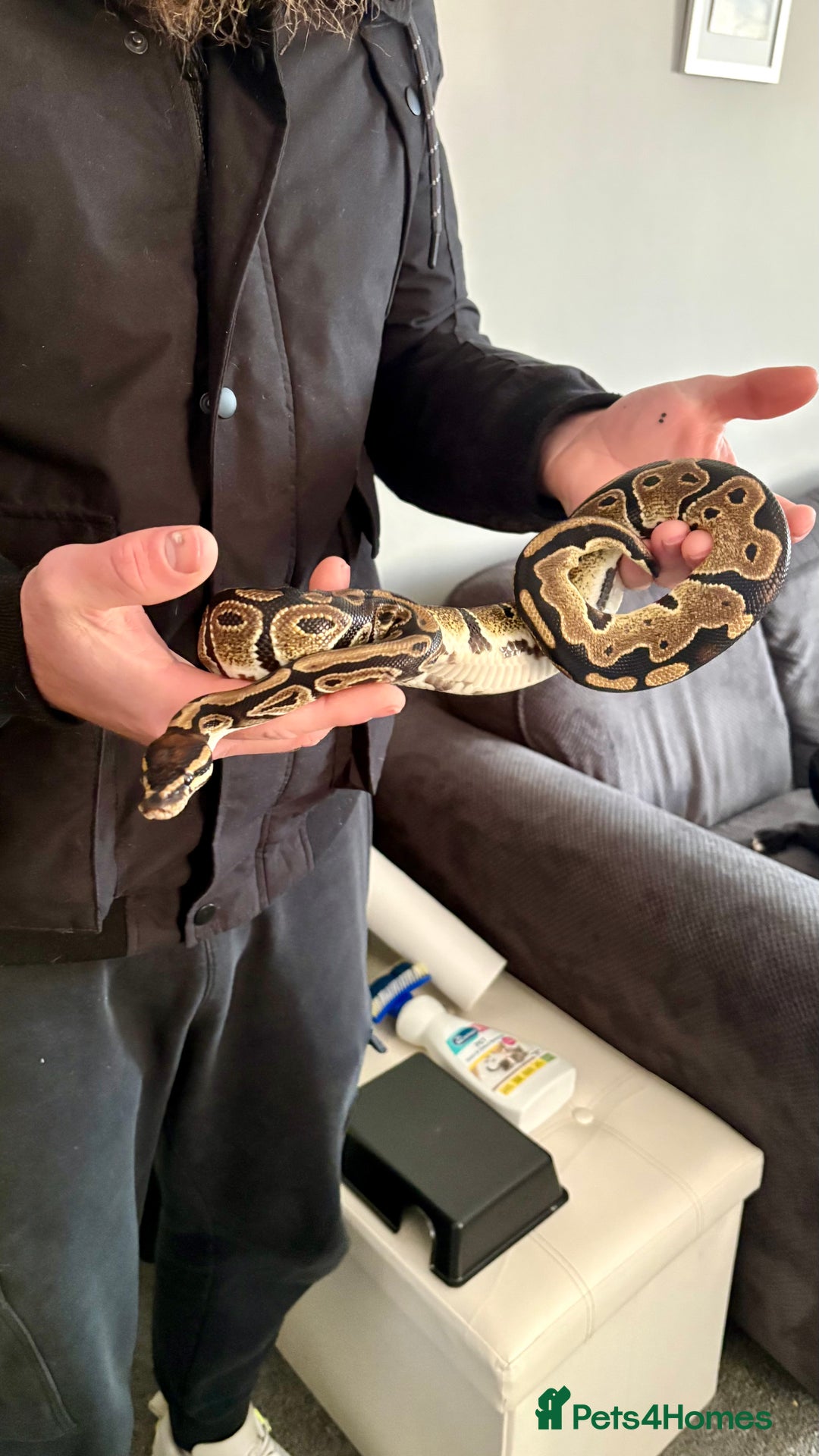 Python Snake reptiles for sale: Ball Python - Advert 4