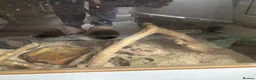 Corn Snake reptiles for sale: Two beautiful corn snakes for sale - Advert 10