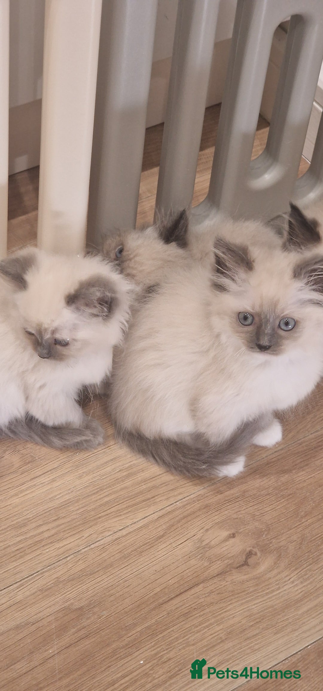 Ragdoll cats for sale: Ragdoll kittens ready now - Advert 13