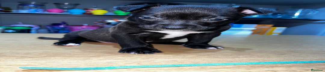 Mixed Breed Puppy 6