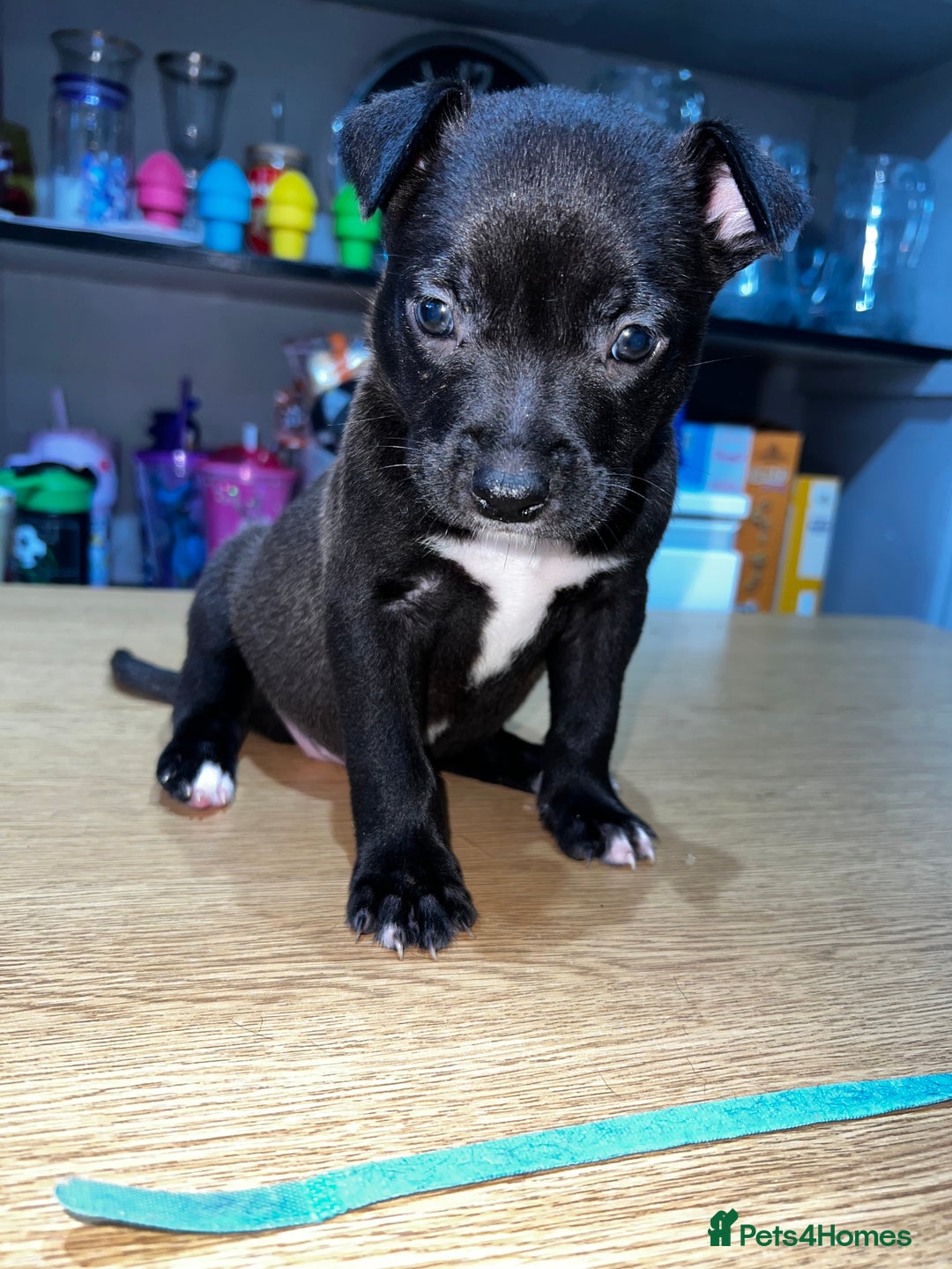 Mixed Breed dogs for sale: Blue american Shepard puppies - Image 7