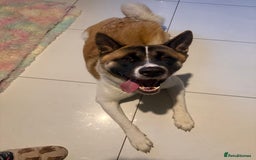 Akita dogs for sale: Akita - Image 2