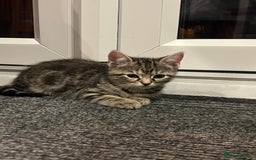 Mixed Breed cats for sale: Half bengal / tabby’s  - Image 4