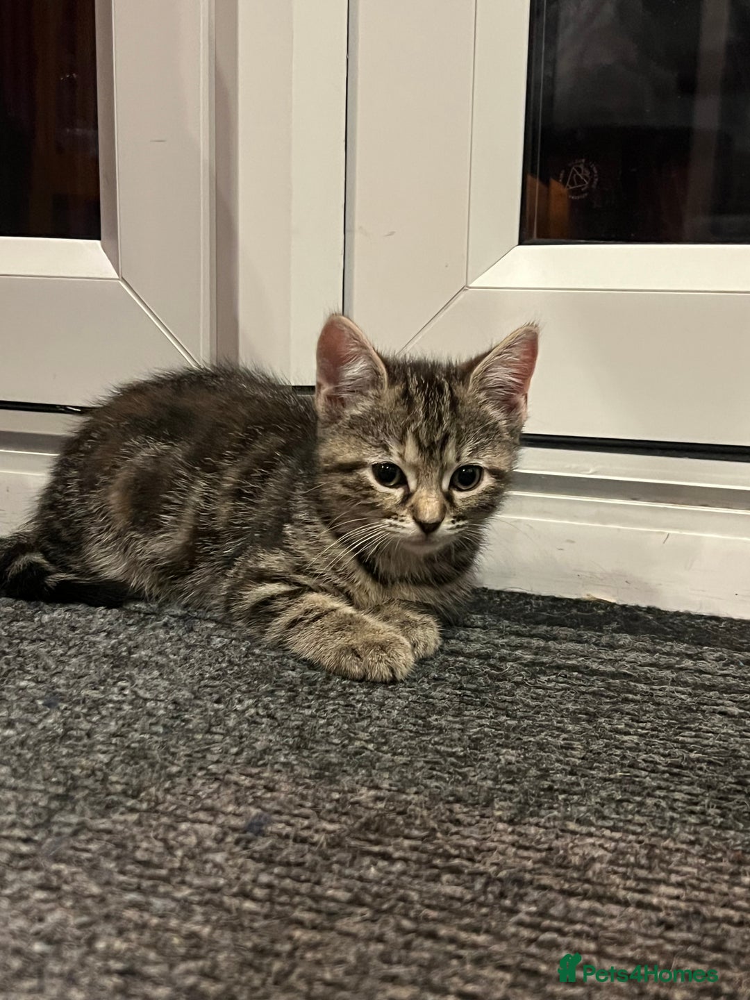 Mixed Breed cats for sale: Half bengal / tabby’s  - Image 4