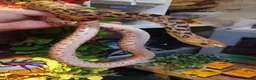 Corn Snake reptiles for sale: Bullsnakes and Cornsnakes  in Stockport - Advert 2
