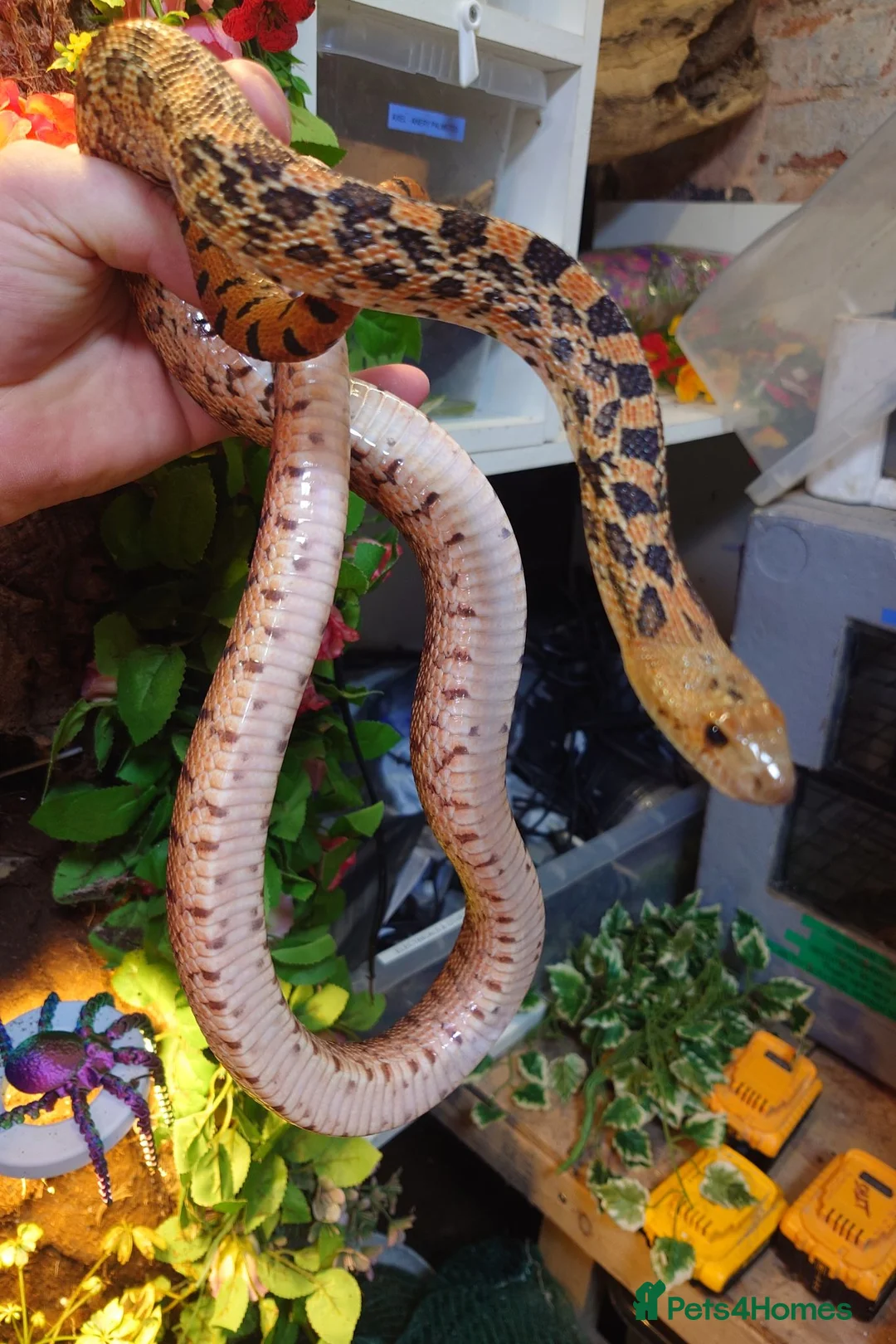 Corn Snake reptiles for sale: Bullsnakes and Cornsnakes  in Stockport - Advert 2
