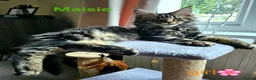 Maine Coon cats for sale: ✨ Meet Our Magnificent Maine Coon Kittens ✨ - Advert 13