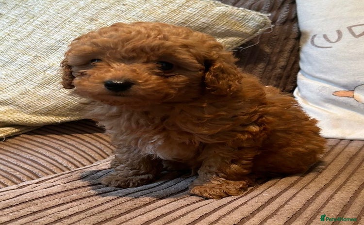 Miniature Poodle dogs - Advert 1
