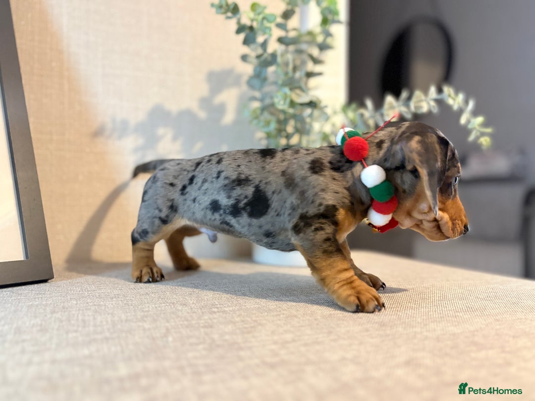 Miniature Dachshund dogs for sale: Miniature Dachshunds dapple. KC reg 4th Jan - Advert 5